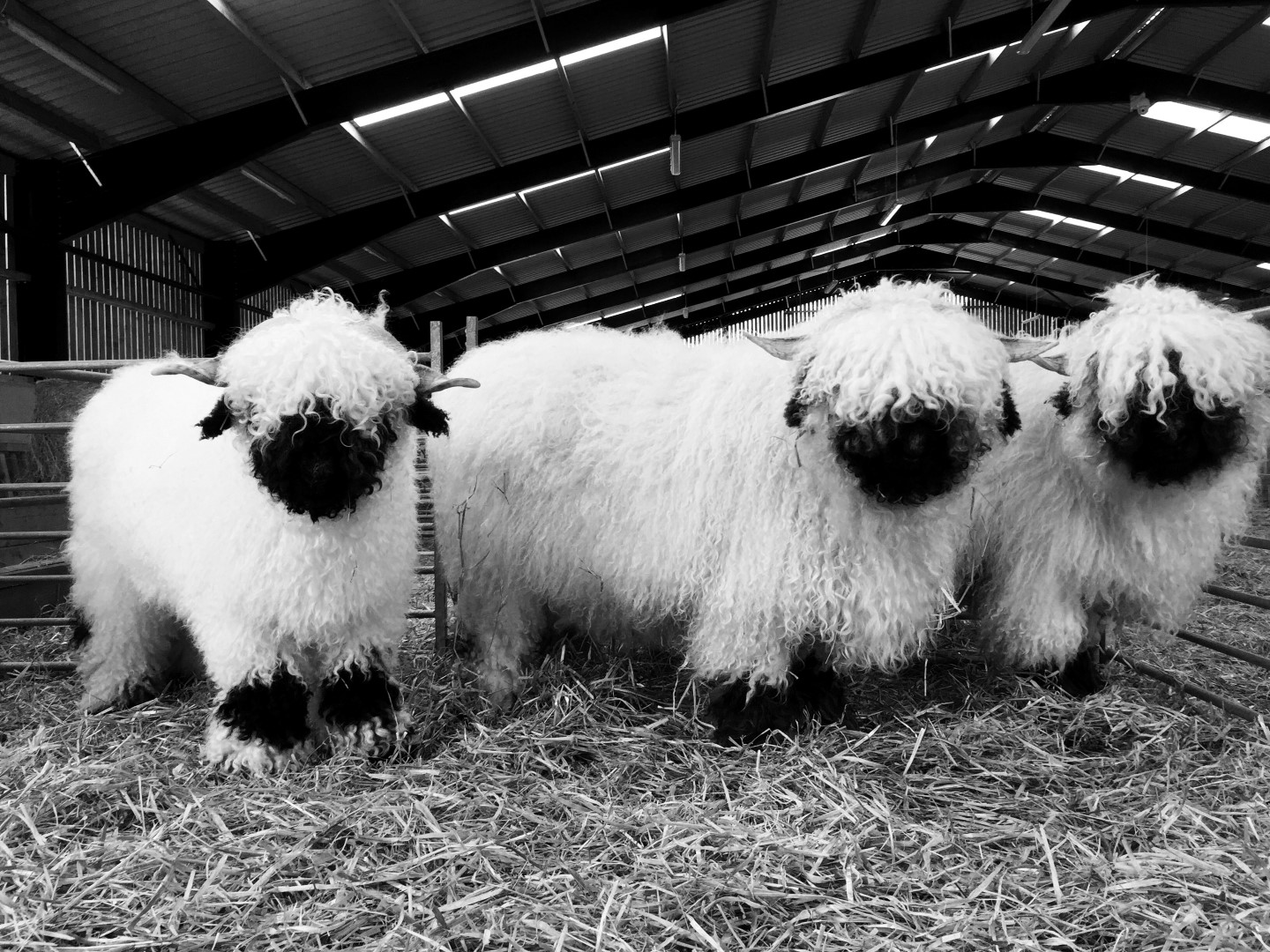 Photo 09-10-2015, 3 16 46 pm.jpg