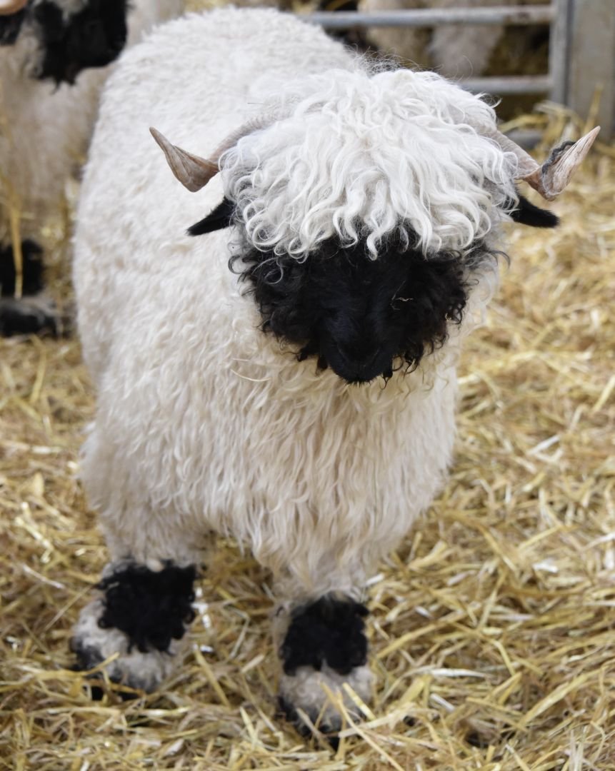 FullSizeRender 4.jpg