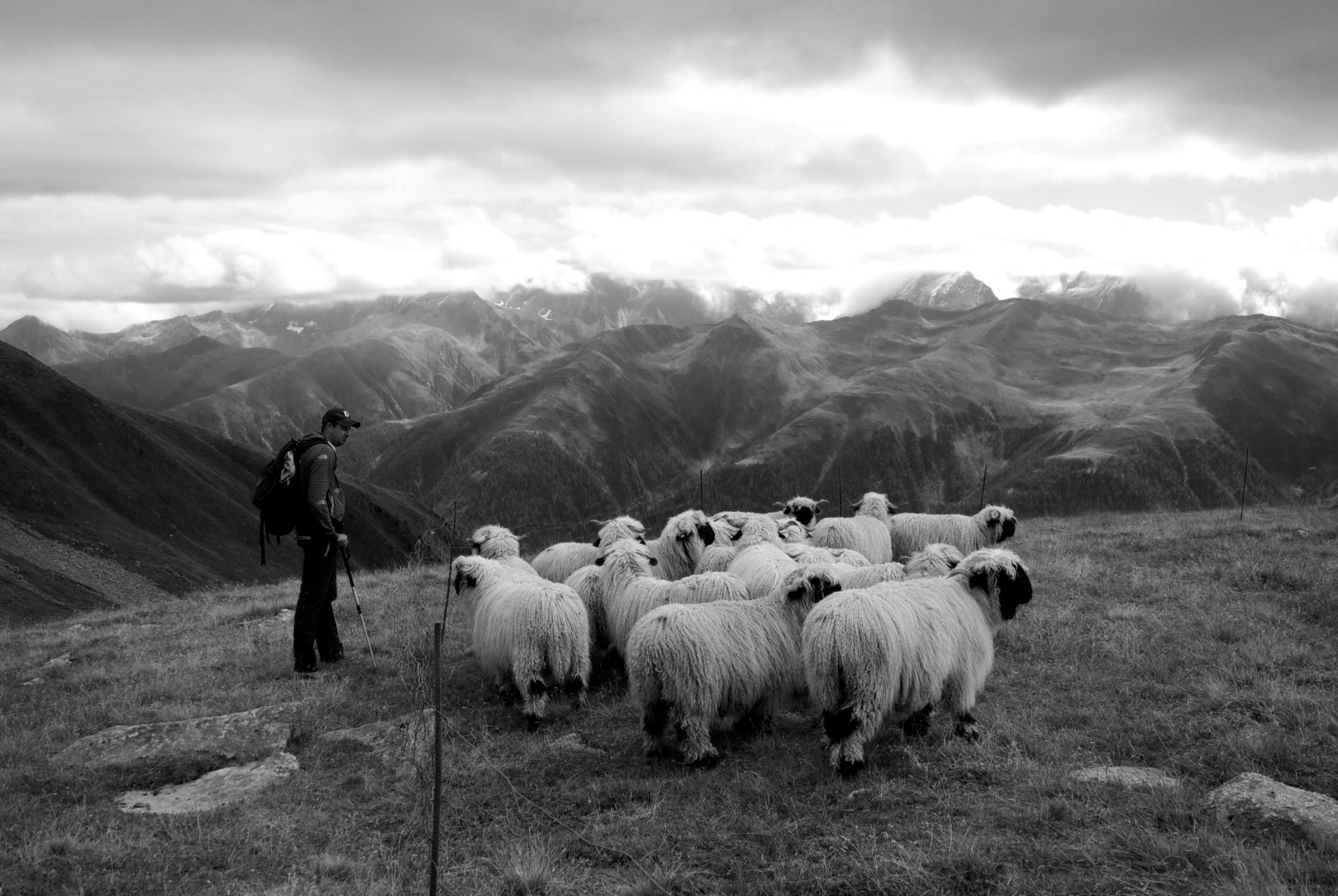 One of the first Blacknose Flocks in The Uk.